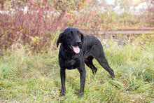 FLOPPY, Hund, Mischlingshund in Kroatien - Bild 3