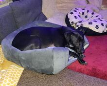 KONO, Hund, Chihuahua-Mix in Osteel - Bild 15