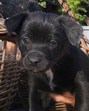 KONO, Hund, Chihuahua-Mix in Osteel - Bild 16