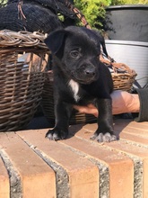 KONO, Hund, Chihuahua-Mix in Osteel - Bild 17