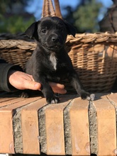 KONO, Hund, Chihuahua-Mix in Osteel - Bild 18