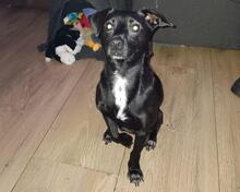 KONO, Hund, Chihuahua-Mix in Osteel - Bild 2