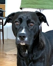 FRIDA, Hund, Mischlingshund in Grethem - Bild 1