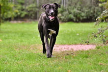 FRIDA, Hund, Mischlingshund in Grethem - Bild 2