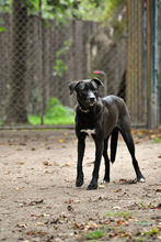 FRIDA, Hund, Mischlingshund in Grethem - Bild 3