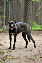 FRIDA, Hund, Mischlingshund in Grethem - Bild 4