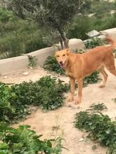 FELISA, Hund, Podenco-Mix in Spanien - Bild 10