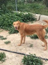FELISA, Hund, Podenco-Mix in Spanien - Bild 8