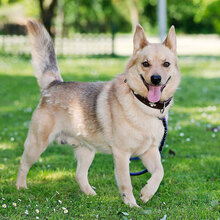 ZEKO, Hund, Mischlingshund in Kroatien - Bild 1