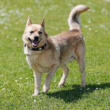 ZEKO, Hund, Mischlingshund in Kroatien - Bild 2