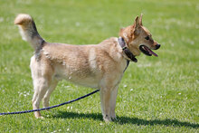 ZEKO, Hund, Mischlingshund in Kroatien - Bild 5