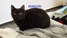 MARLON, Katze, Europäisch Kurzhaar in Bulgarien - Bild 1