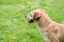 HUMMELL, Hund, Mischlingshund in Kroatien - Bild 1