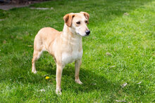 HUMMELL, Hund, Mischlingshund in Kroatien - Bild 2
