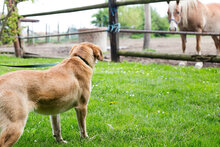 HUMMELL, Hund, Mischlingshund in Kroatien - Bild 3