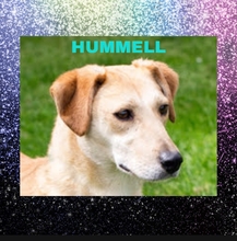 HUMMELL, Hund, Mischlingshund in Kroatien - Bild 4
