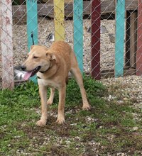HUMMELL, Hund, Mischlingshund in Kroatien - Bild 6