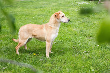 HUMMELL, Hund, Mischlingshund in Kroatien - Bild 7