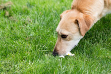 HUMMELL, Hund, Mischlingshund in Kroatien - Bild 8