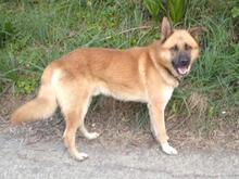 HARRY, Hund, Mischlingshund in Griechenland - Bild 4