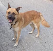 HARRY, Hund, Mischlingshund in Griechenland - Bild 5
