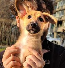 SPIKEY, Hund, Mischlingshund in Berlin - Bild 6