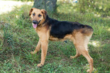JAY, Hund, Mischlingshund in Kroatien - Bild 3