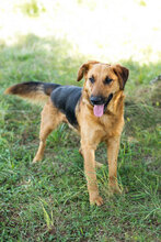 JAY, Hund, Mischlingshund in Kroatien - Bild 4