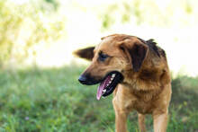 JAY, Hund, Mischlingshund in Kroatien - Bild 5
