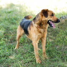 JAY, Hund, Mischlingshund in Kroatien - Bild 6