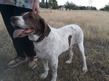 ARYA, Hund, Mischlingshund in Spanien - Bild 21