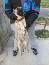 ANNA, Hund, Mischlingshund in Griechenland - Bild 2