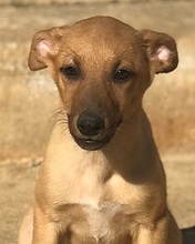 SHIBA, Hund, Mischlingshund in Italien - Bild 1
