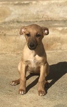 SHIBA, Hund, Mischlingshund in Italien - Bild 3