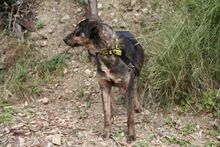 ZINZI, Hund, Deutscher Schäferhund-Mix in Spanien - Bild 11