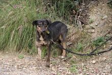 ZINZI, Hund, Deutscher Schäferhund-Mix in Spanien - Bild 12