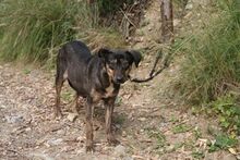 ZINZI, Hund, Deutscher Schäferhund-Mix in Spanien - Bild 15
