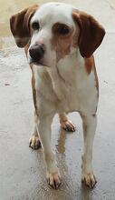 SHERLOCK, Hund, Mischlingshund in Portugal - Bild 3