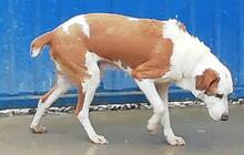 SHERLOCK, Hund, Mischlingshund in Portugal - Bild 4