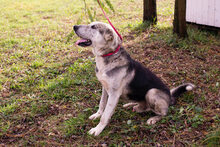 HOPE, Hund, Mischlingshund in Kroatien - Bild 2