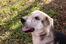 HOPE, Hund, Mischlingshund in Kroatien - Bild 3