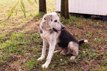 HOPE, Hund, Mischlingshund in Kroatien - Bild 4