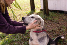 HOPE, Hund, Mischlingshund in Kroatien - Bild 5