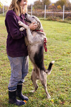 HOPE, Hund, Mischlingshund in Kroatien - Bild 6