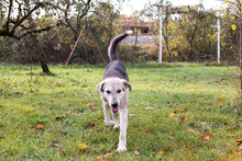 HOPE, Hund, Mischlingshund in Kroatien - Bild 7