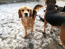 SUZANNEBRUGGY, Hund, Mischlingshund in Belgien - Bild 5