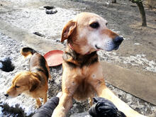 SUZANNEBRUGGY, Hund, Mischlingshund in Belgien - Bild 7