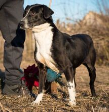 RADA, Hund, Mischlingshund in Rumänien - Bild 2