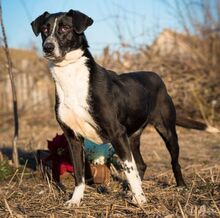 RADA, Hund, Mischlingshund in Rumänien - Bild 3