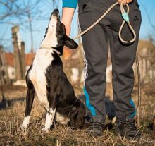 RADA, Hund, Mischlingshund in Rumänien - Bild 4